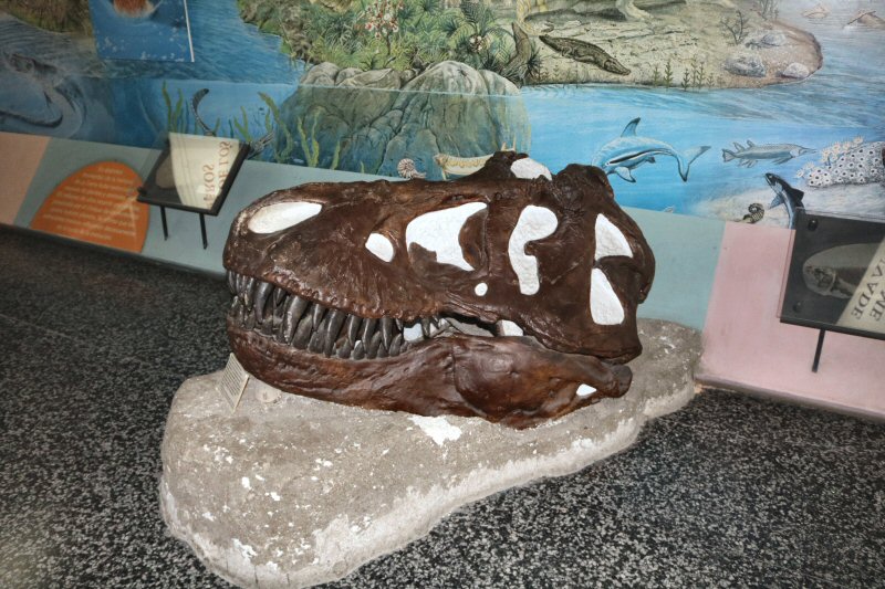 Reproduction of the fossil of the dinosaur species Tyrannosaurus rex